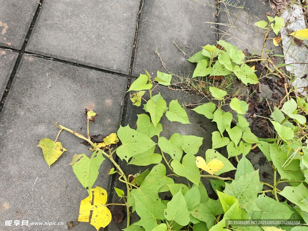 地面上的翠綠藤蔓植物