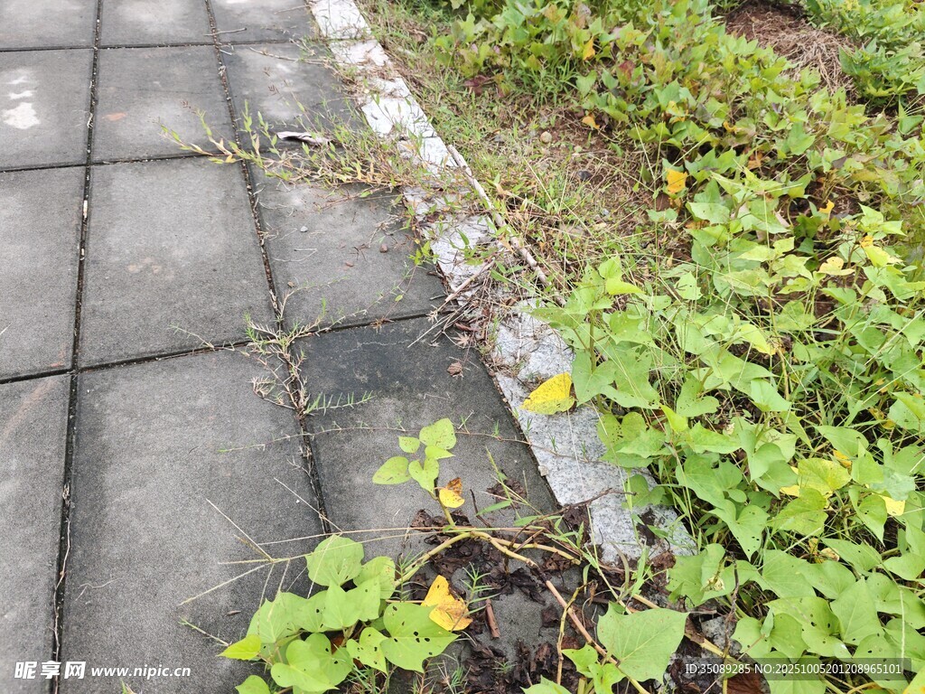 石板縫隙間生長的綠色植物