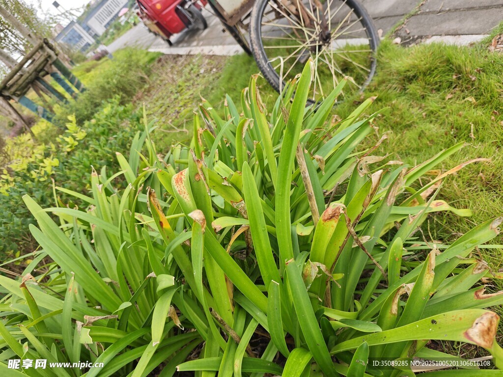 戶外蔥郁綠植特寫