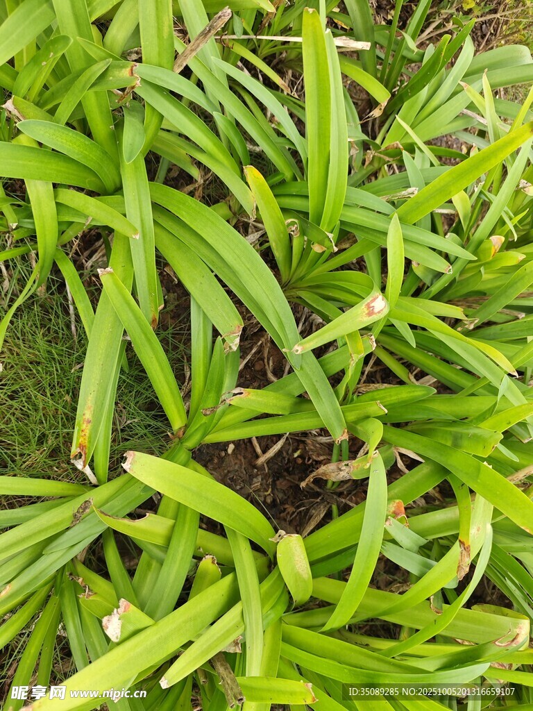 翠綠細(xì)長(zhǎng)葉片的清新植物