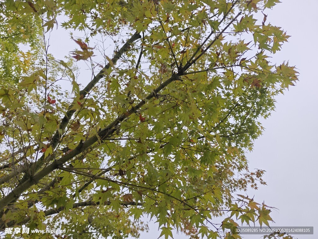 枝頭綠葉映灰白天空