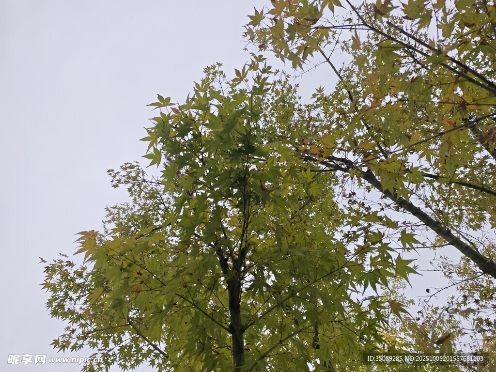 仰視翠綠樹木