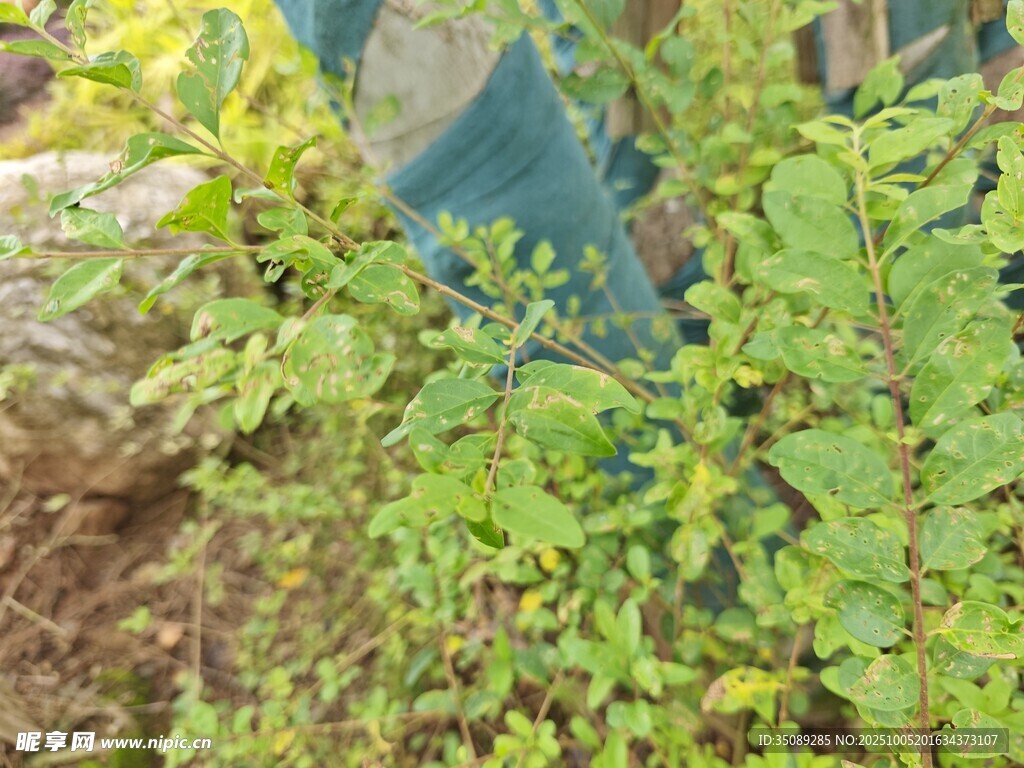 翠綠蕨類植物近景特寫(xiě)