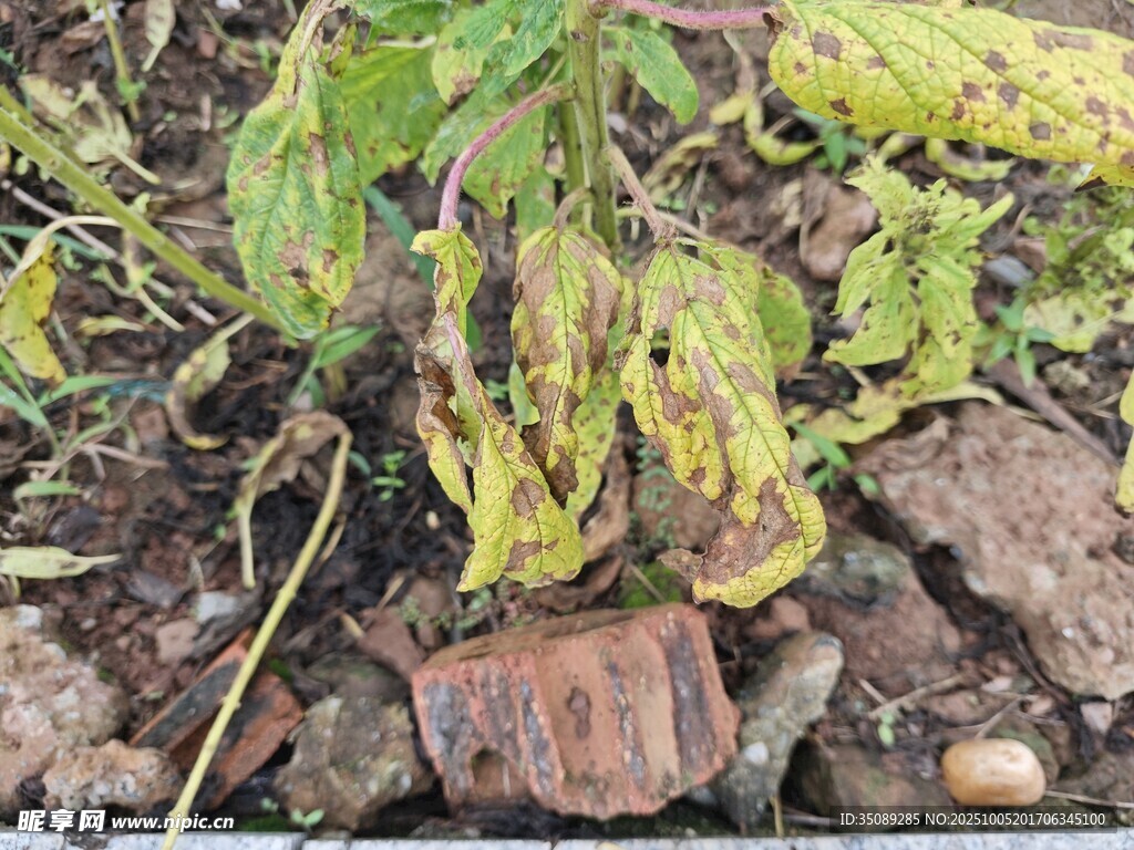 地面上的綠植與生銹鐵片