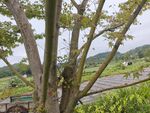 鄉(xiāng)村樹景下的寧靜風(fēng)光