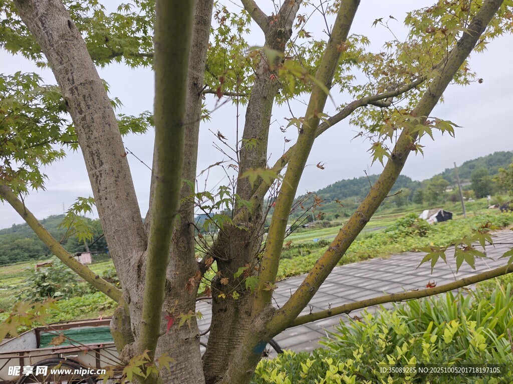 鄉(xiāng)村樹景下的寧靜風光