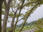 山間綠樹與蜿蜒小路