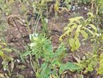 野外生長的綠色植物