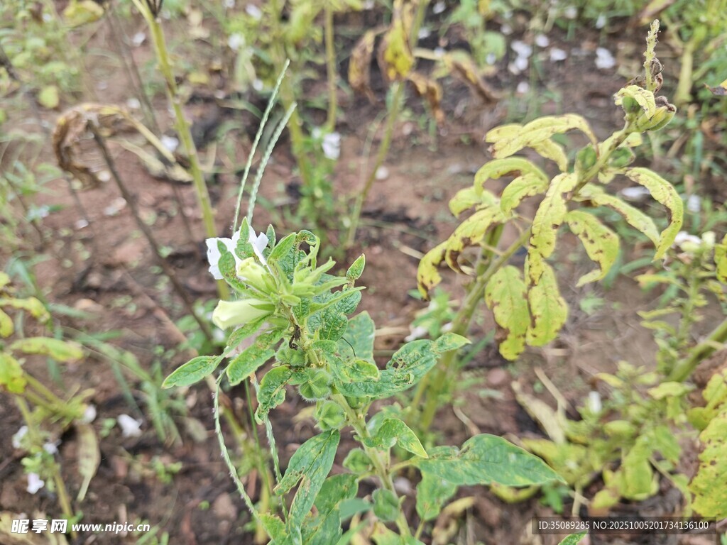 野外生長的綠色植物