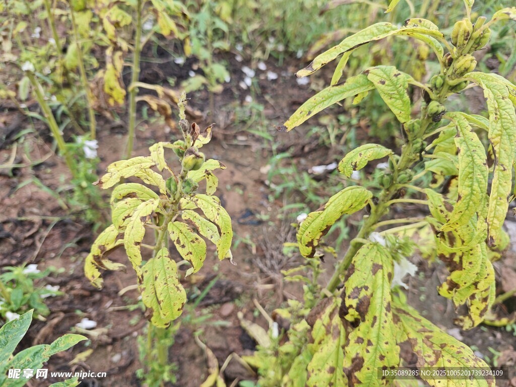 葉片發(fā)黃的農(nóng)作物植株