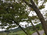 鄉(xiāng)村路旁綠樹成蔭景象