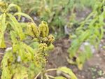 病狀植物葉片特寫