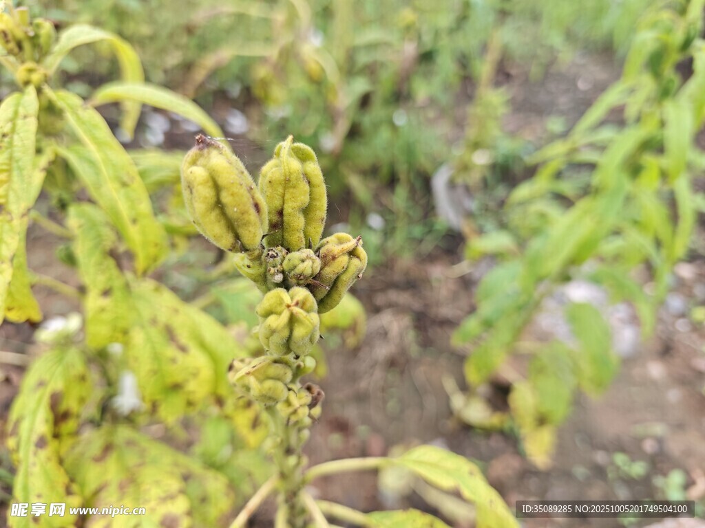 病狀植物葉片特寫