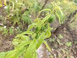 嫩綠植物的生機(jī)瞬間