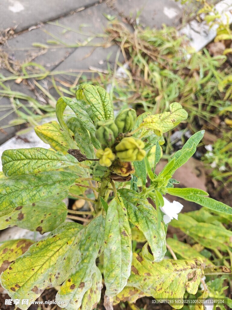 綠葉黃花植物特寫
