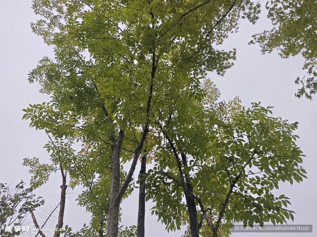仰視蔥郁樹木