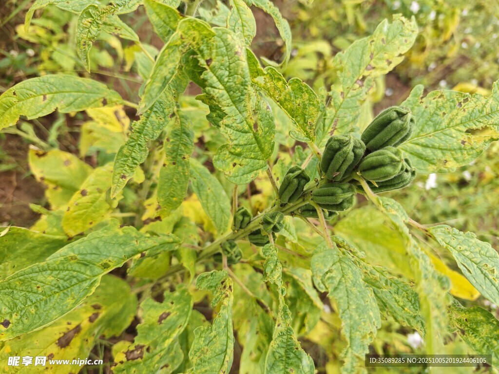 患病的綠色植物葉片