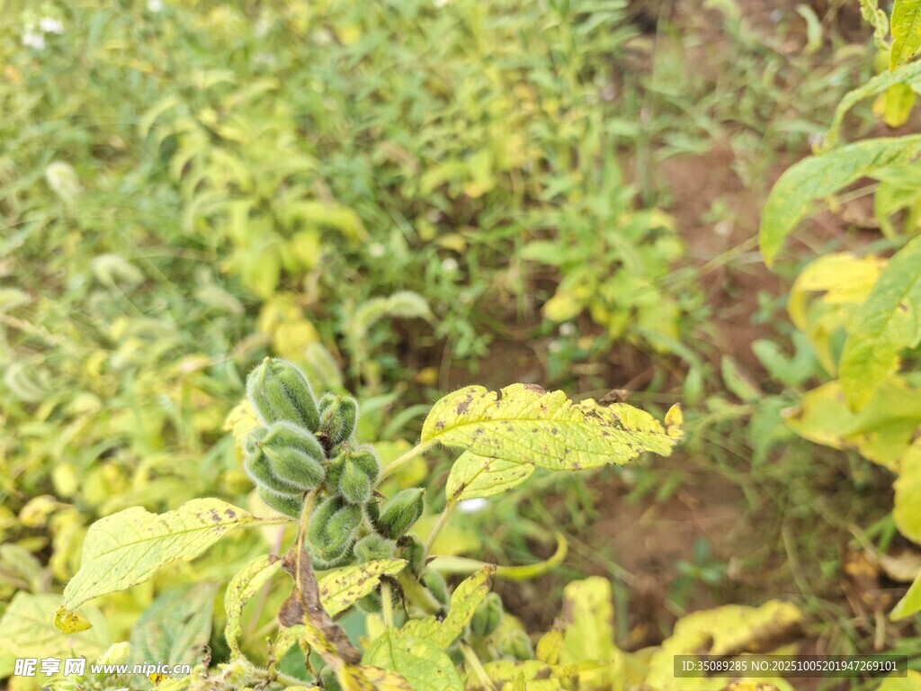 田間嫩綠植物生機(jī)勃勃