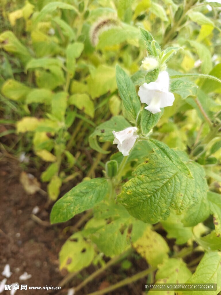 田間綻放的白色小花