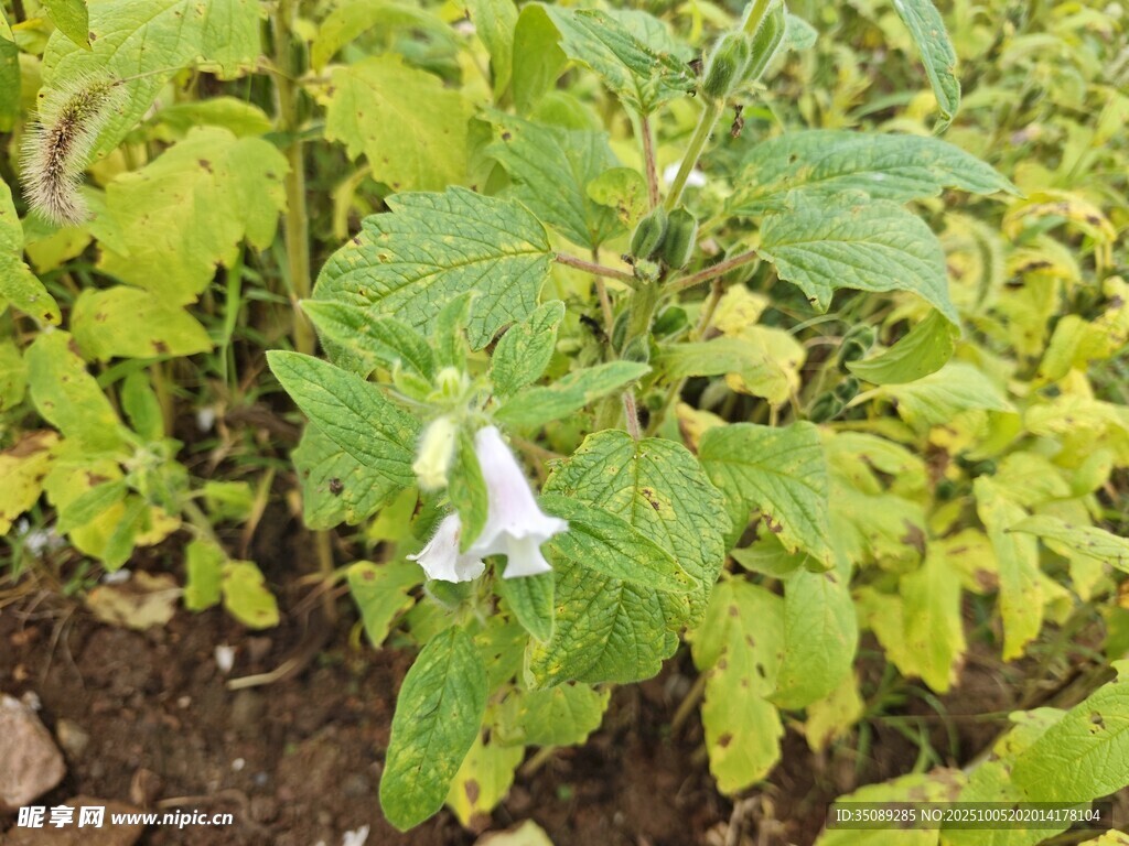 綠葉叢中的白色喇叭花