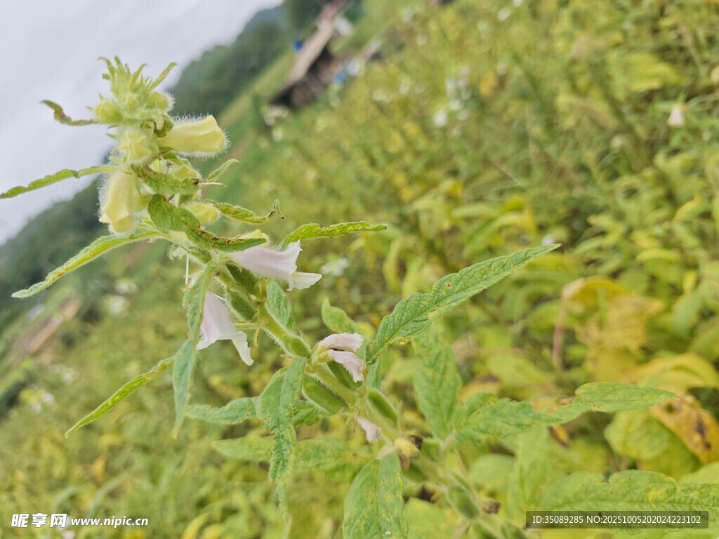 田野中的綠色植物