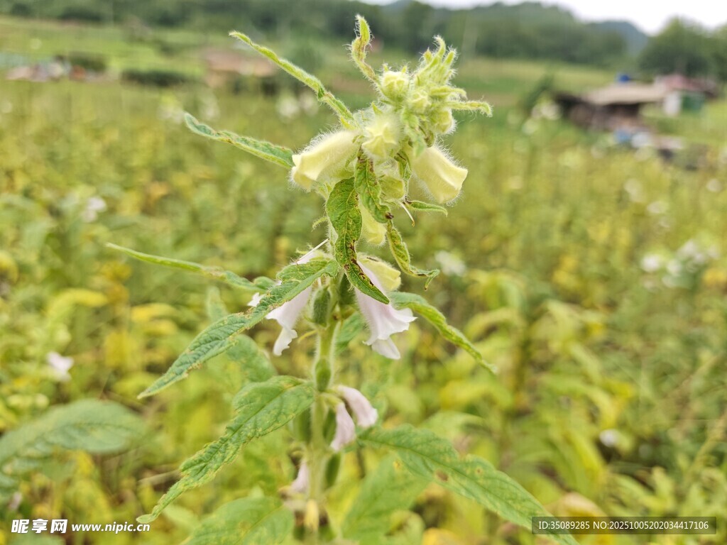 田野中的單株綠色植物