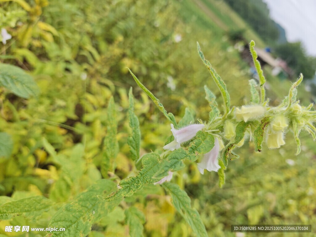 田野中的綠色植物與小花