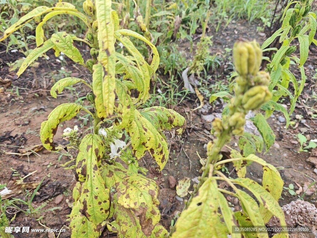 葉片發(fā)黃的病狀植物
