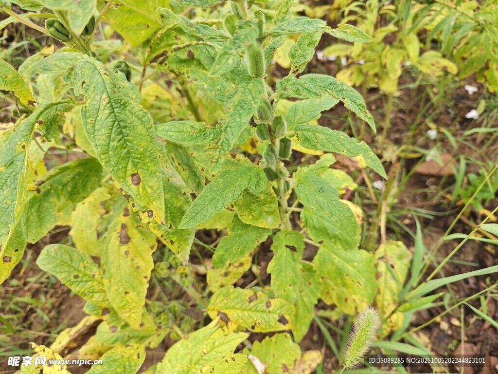 田間生長的綠色植物