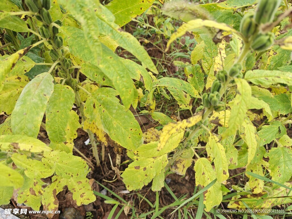 黃綠相間的植物葉片