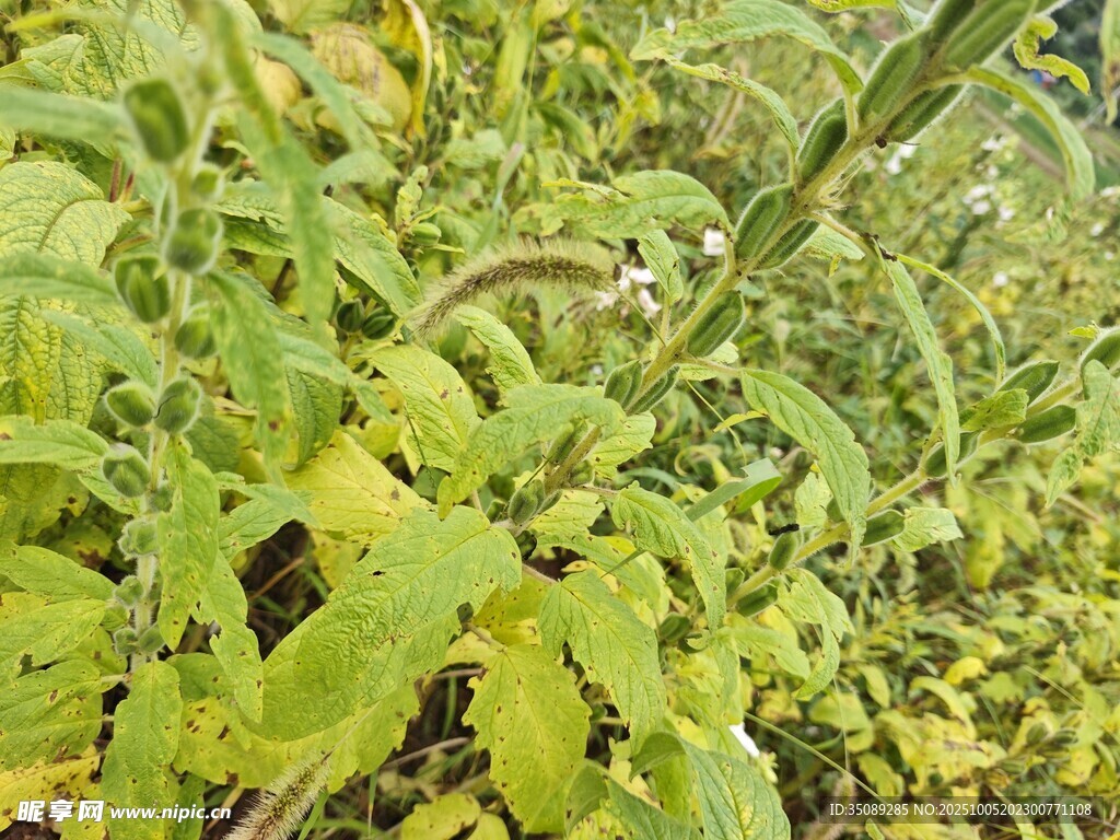 繁茂的綠色番茄植株