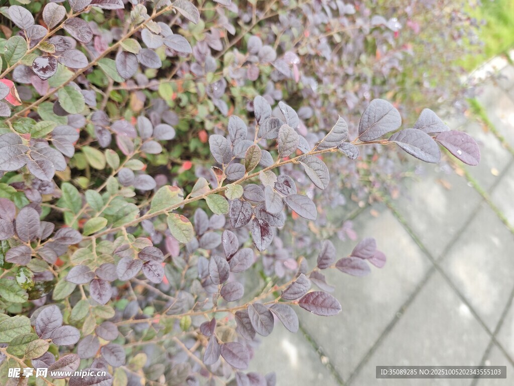 紫色繁茂植物特寫