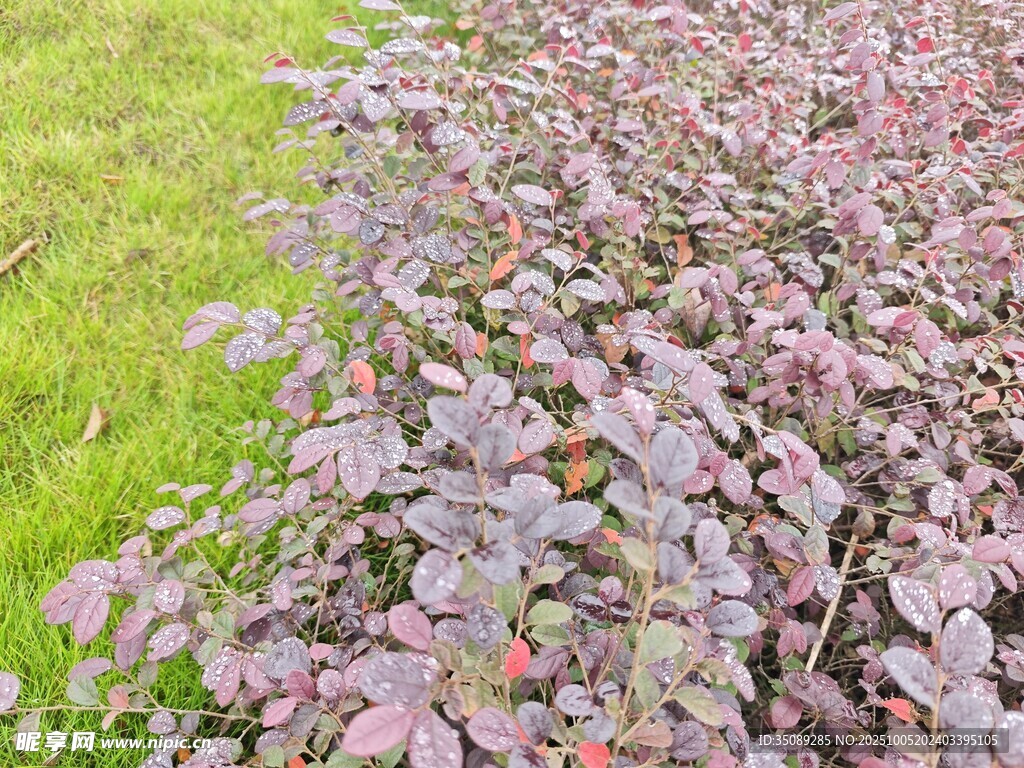 紫葉植物與綠草相映成趣