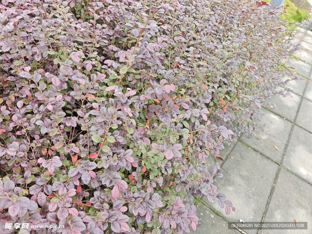 粉色花卉簇?fù)淼拇u石小徑