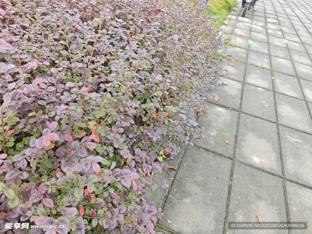 路邊紫色花叢與石板路