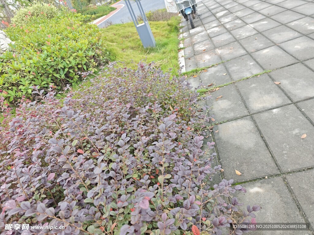 路邊多彩植物與石板路