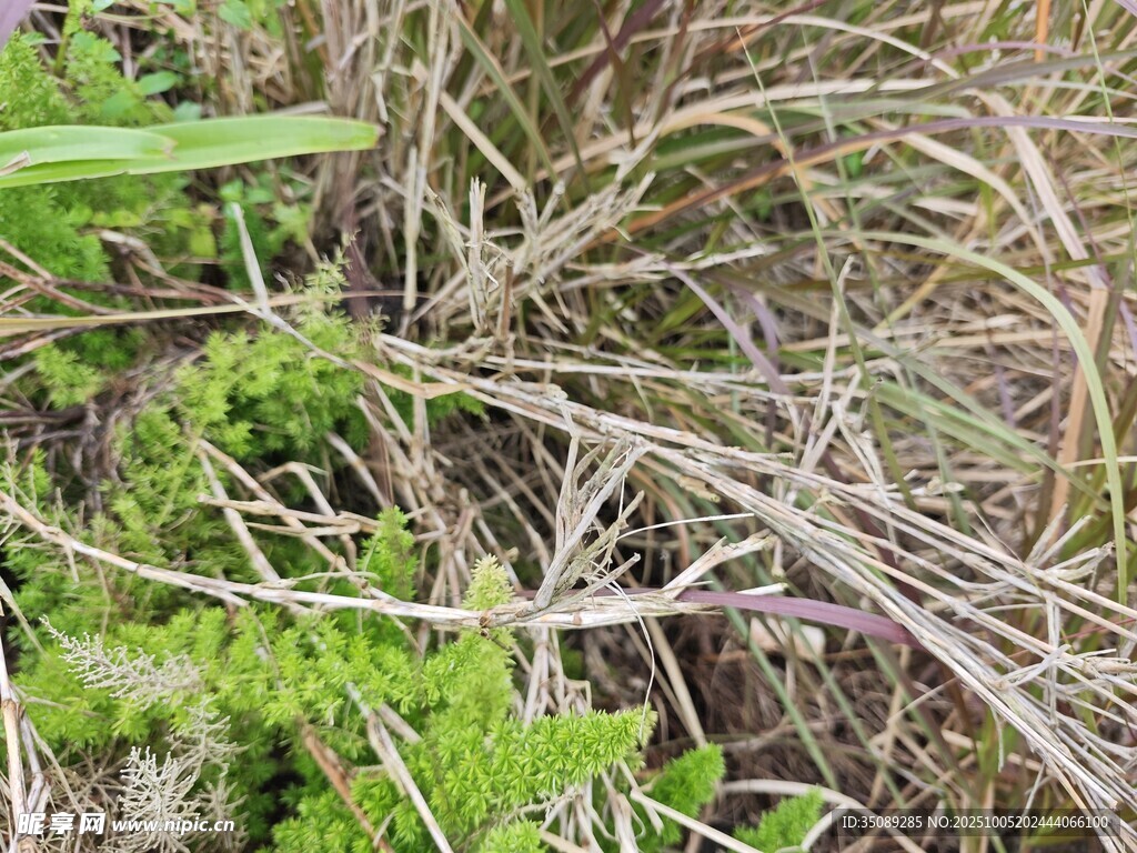 野外叢生的綠色與枯黃植物