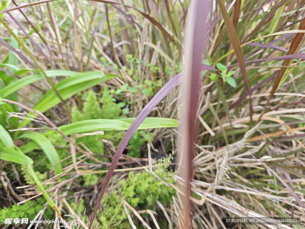野外植物特寫