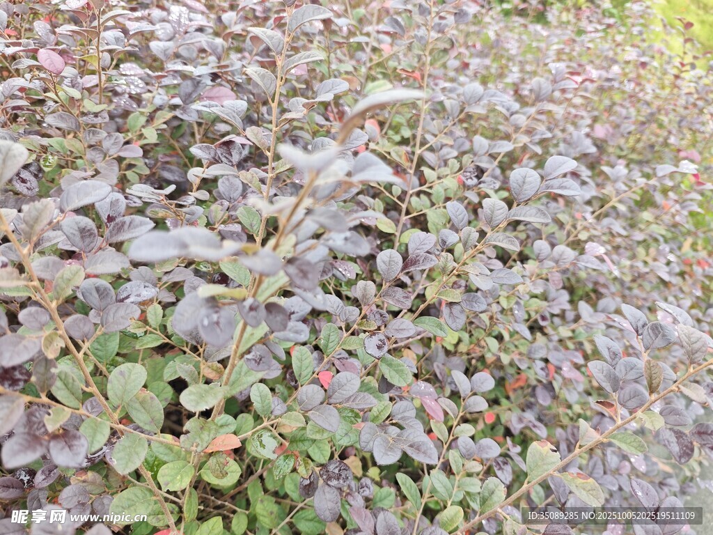 紫葉植物景觀(guān)