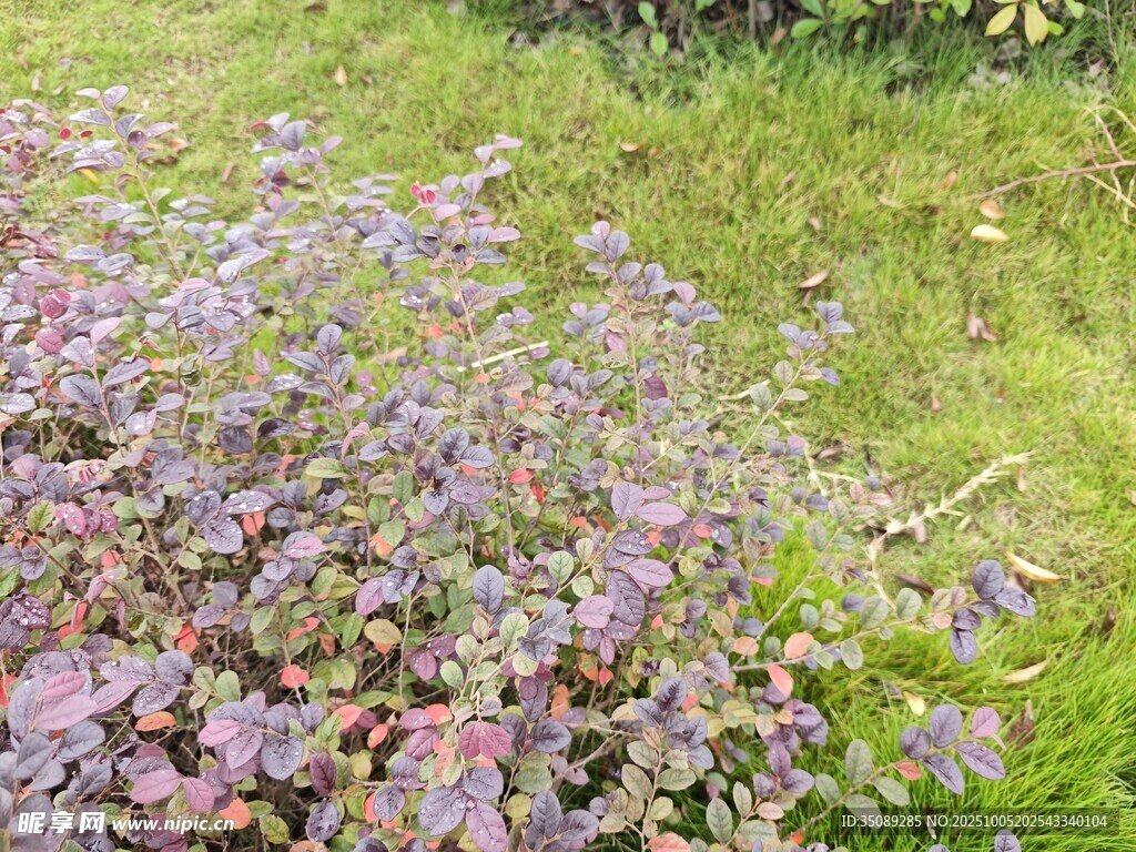 紫色花卉與綠草景觀