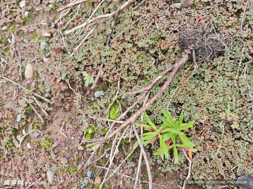 地面上的雜草與枯枝