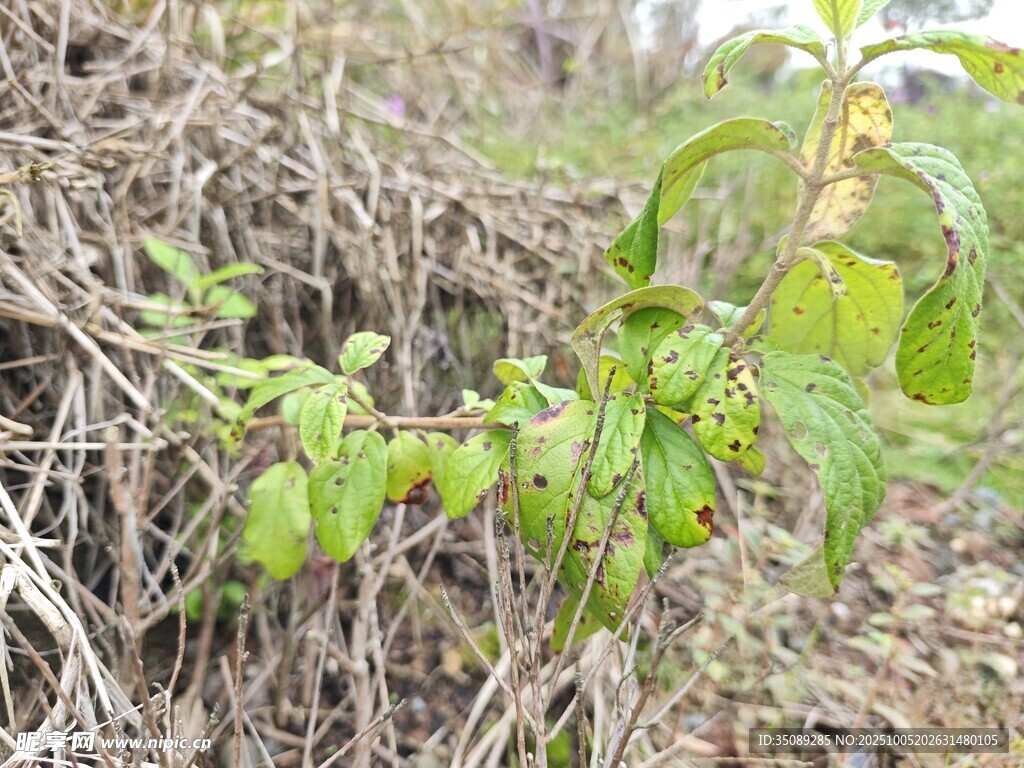 野外生長的嫩綠植物
