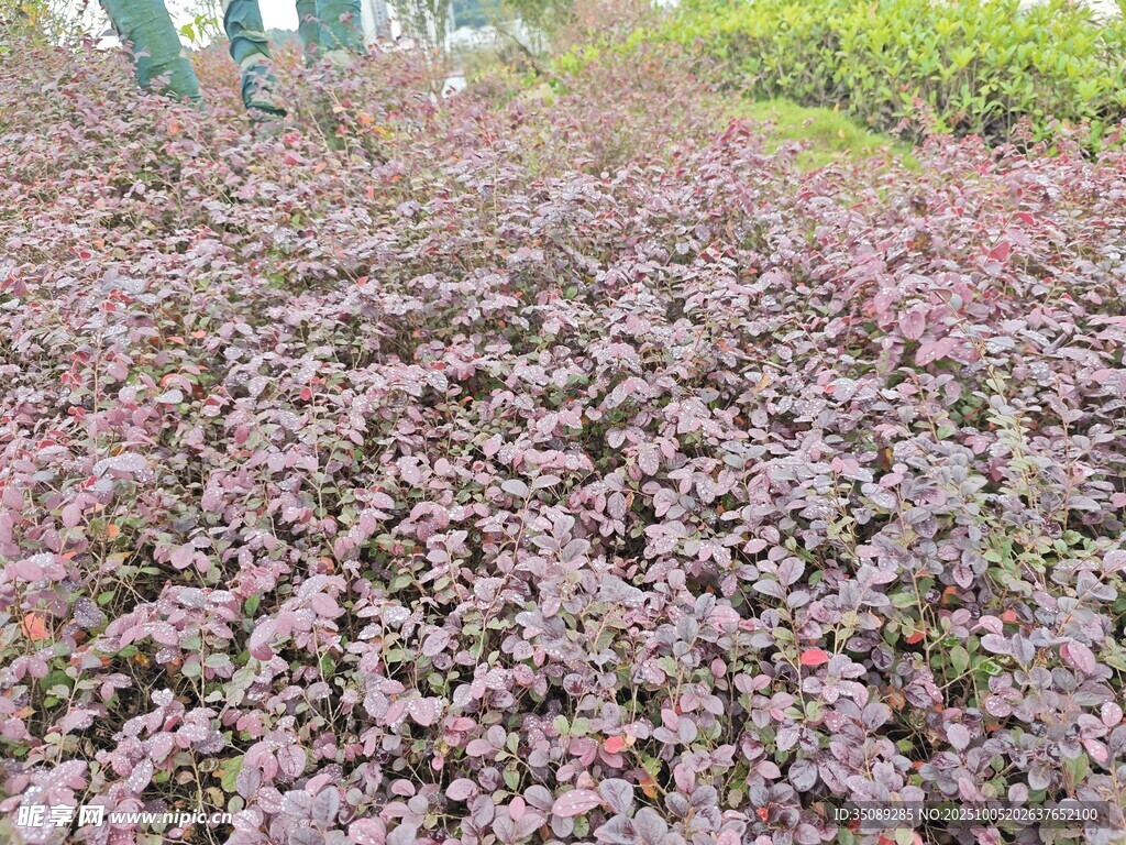 紫色植物景觀