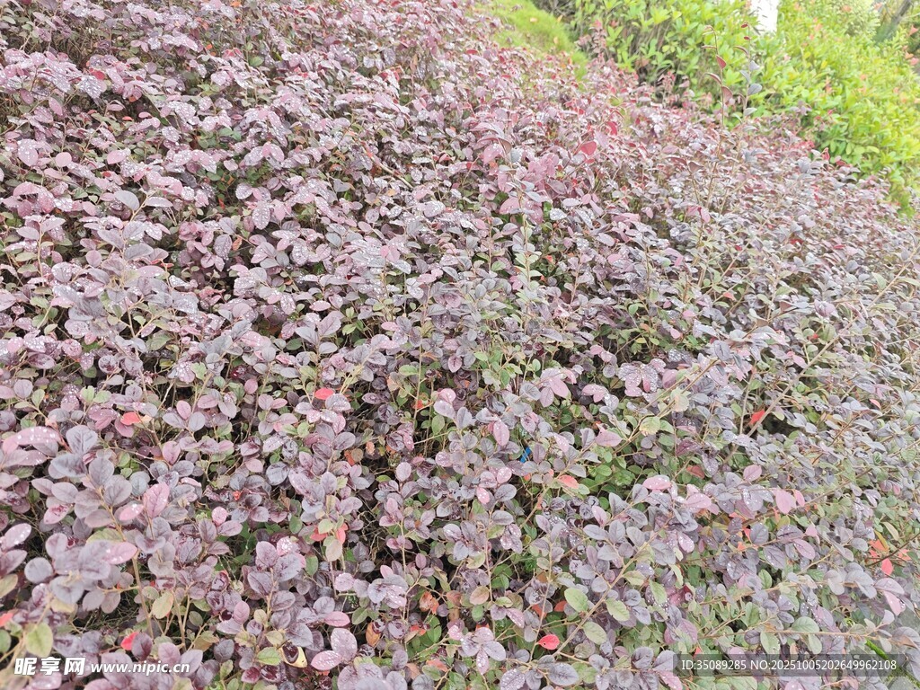 紫葉灌木叢景觀
