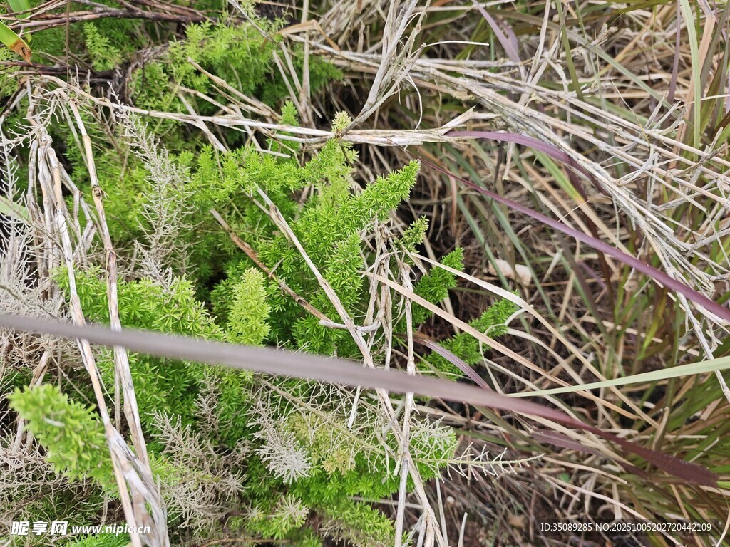 草叢中的綠色植物景象