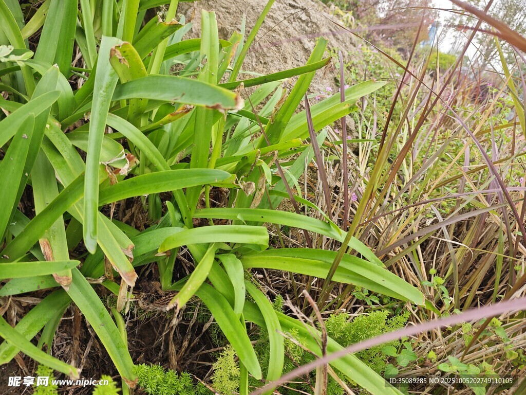 翠綠繁茂的野生植物