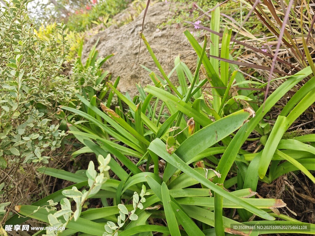 翠綠繁茂的野生植物景觀