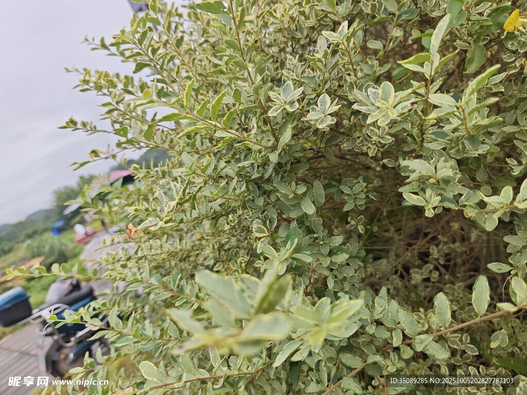 綠葉繁茂的戶外植物景觀