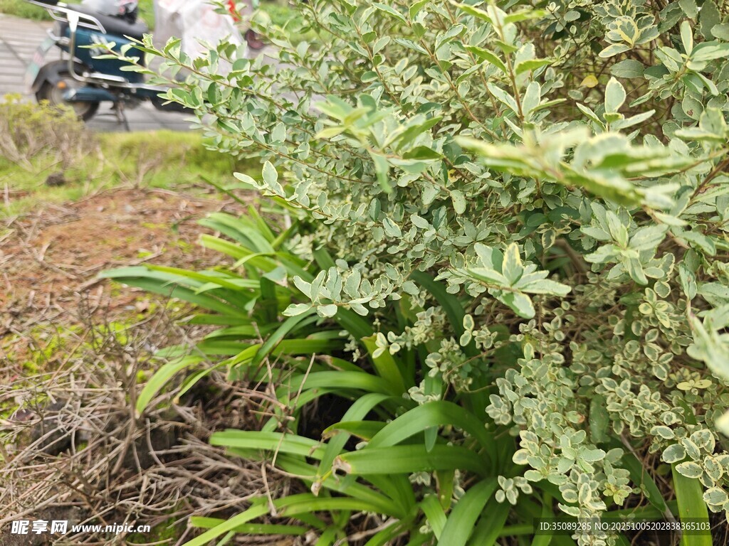 野外綠植景觀