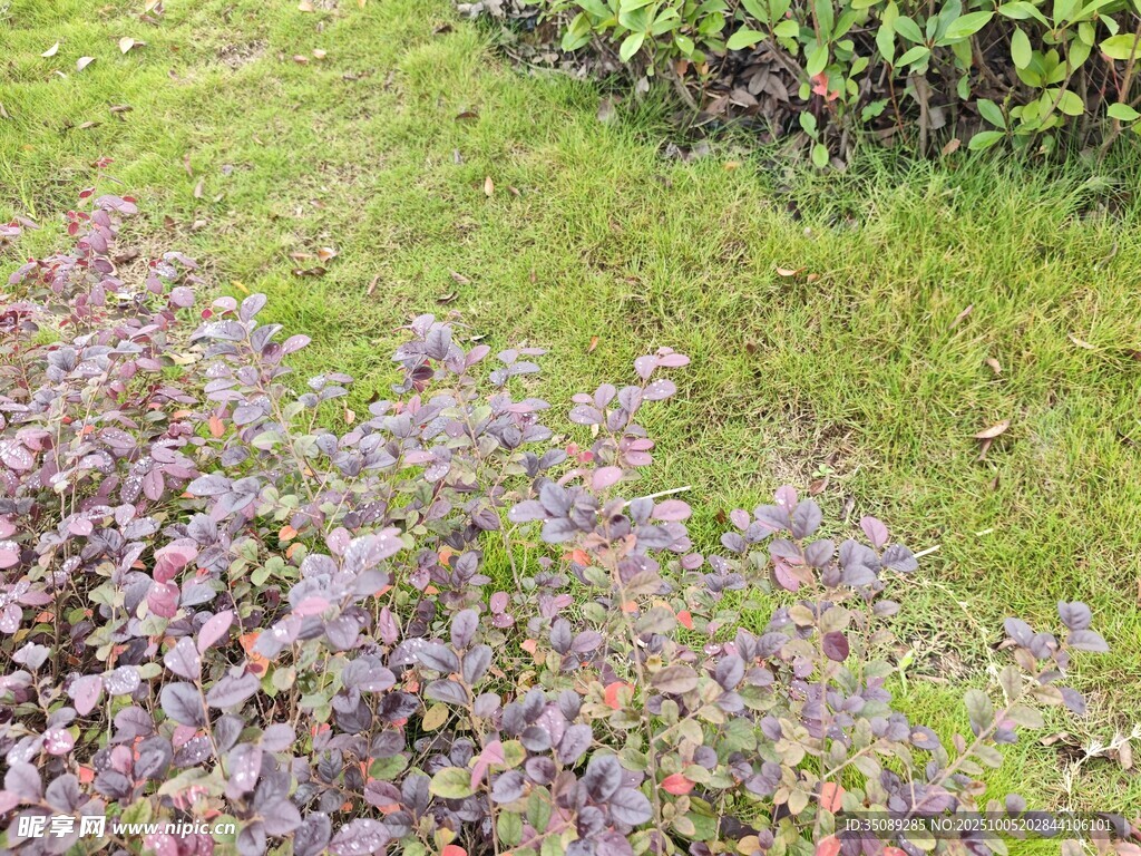 多彩花草裝點(diǎn)綠色草地
